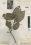 Anelasma guianense Miers, Guiana [Guyana], R. H. Schomburgk 440, Isotype, F