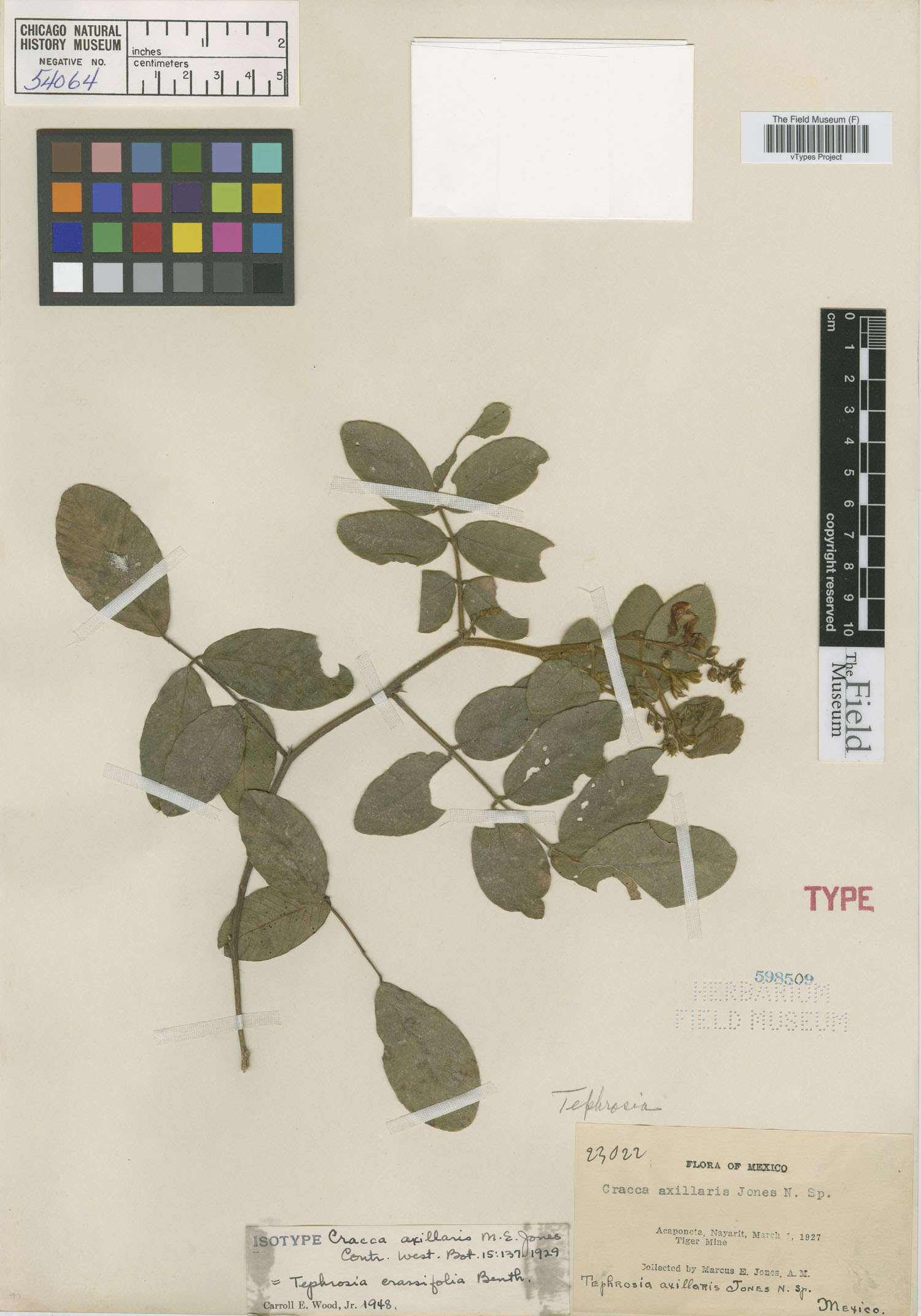 Tephrosia crassifolia image