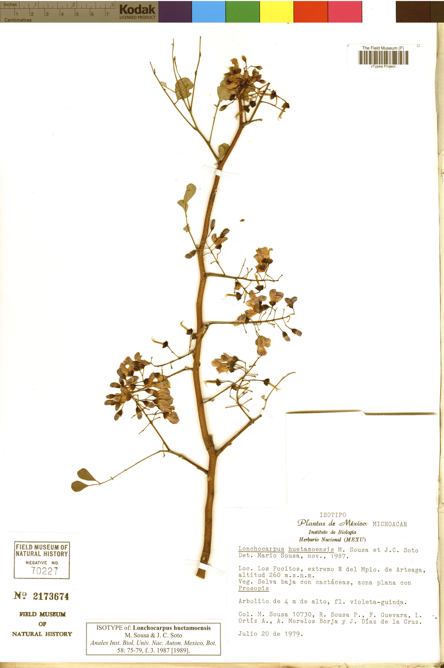 Lonchocarpus huetamoensis image