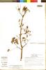 Lonchocarpus huetamoensis image