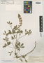 Lupinus viridifolius image