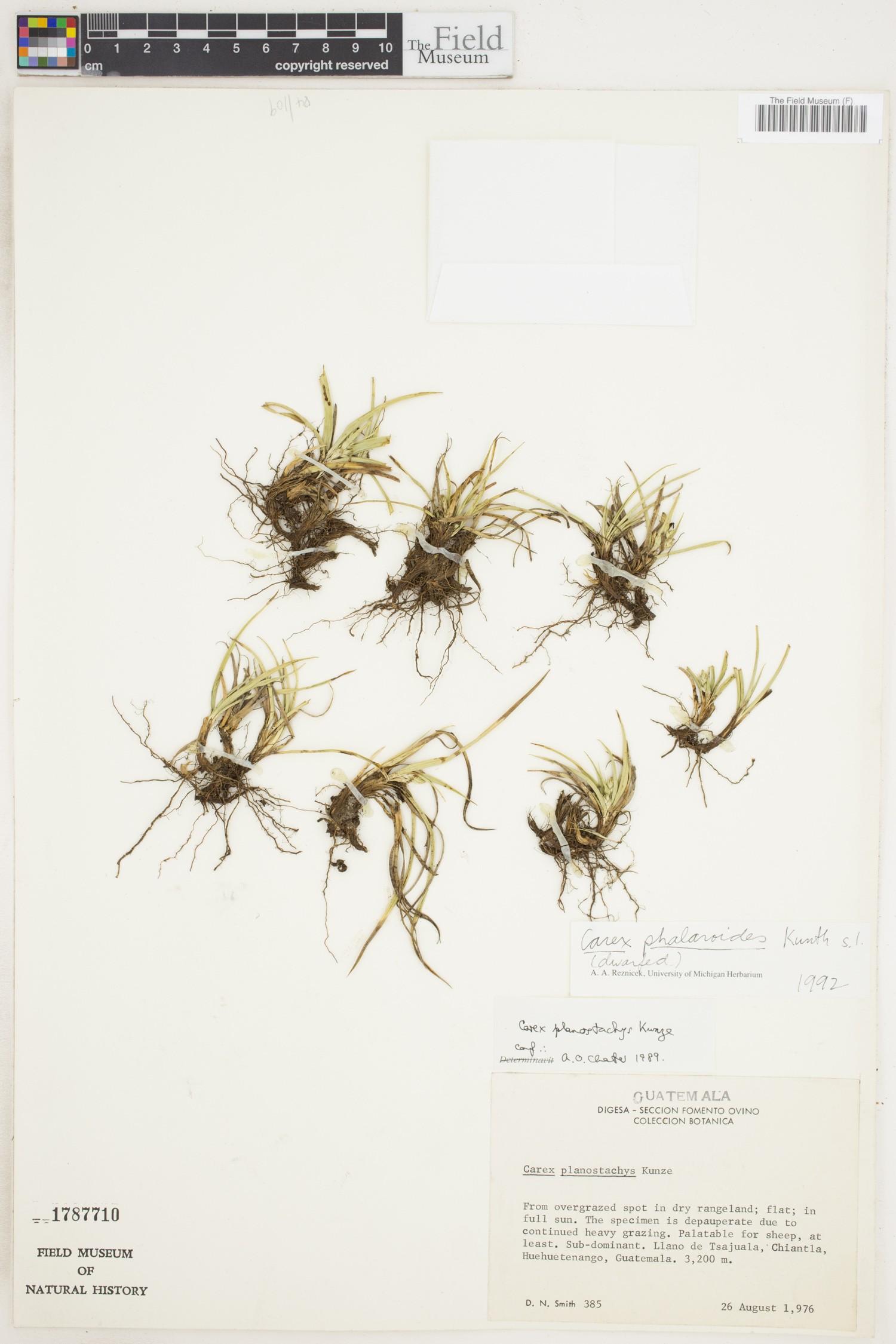 Carex phalaroides image