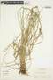 Carex polystachya image