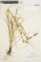 Carex polystachya var. bartlettii image