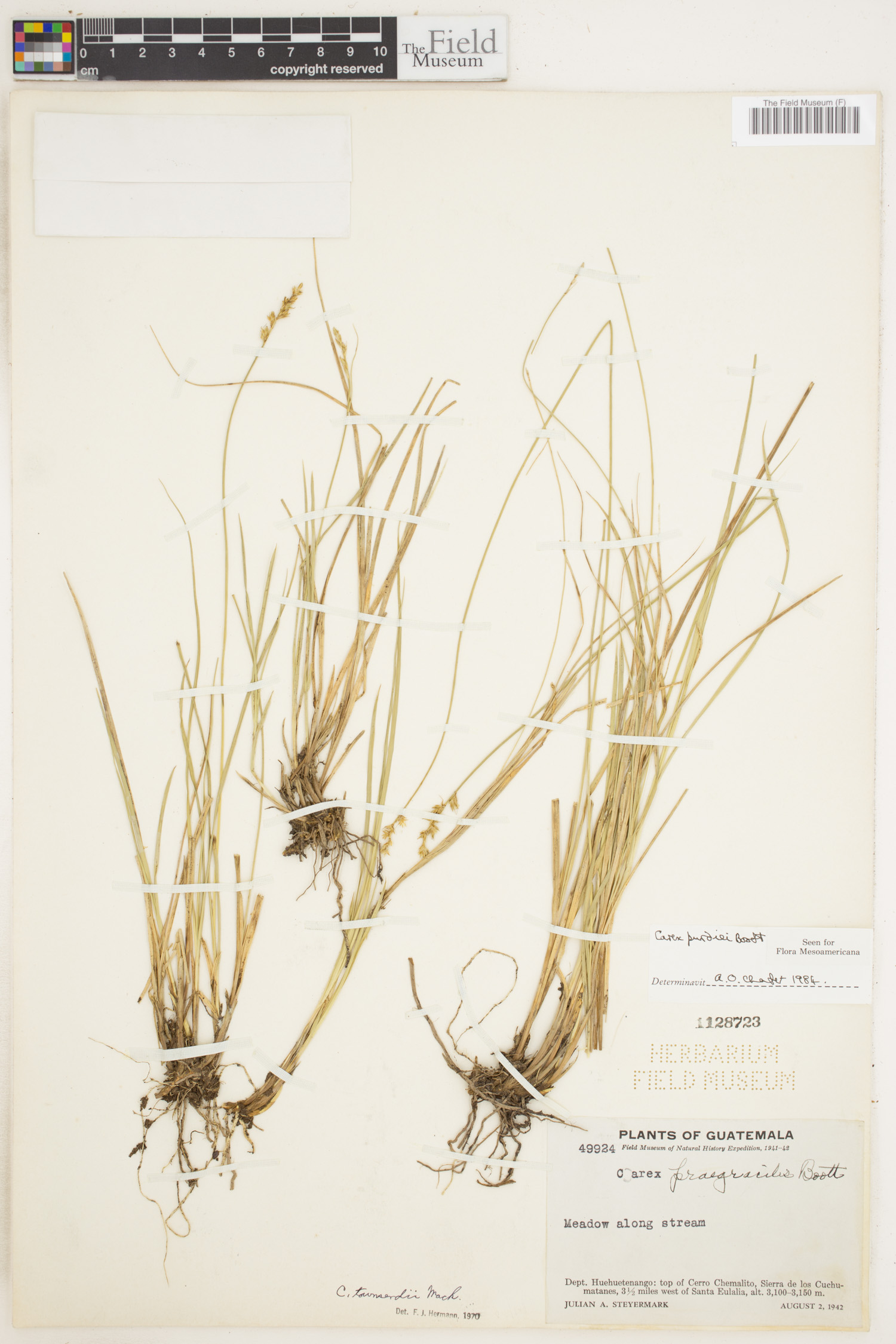 Carex purdiei image