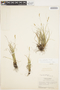 Carex stellata image
