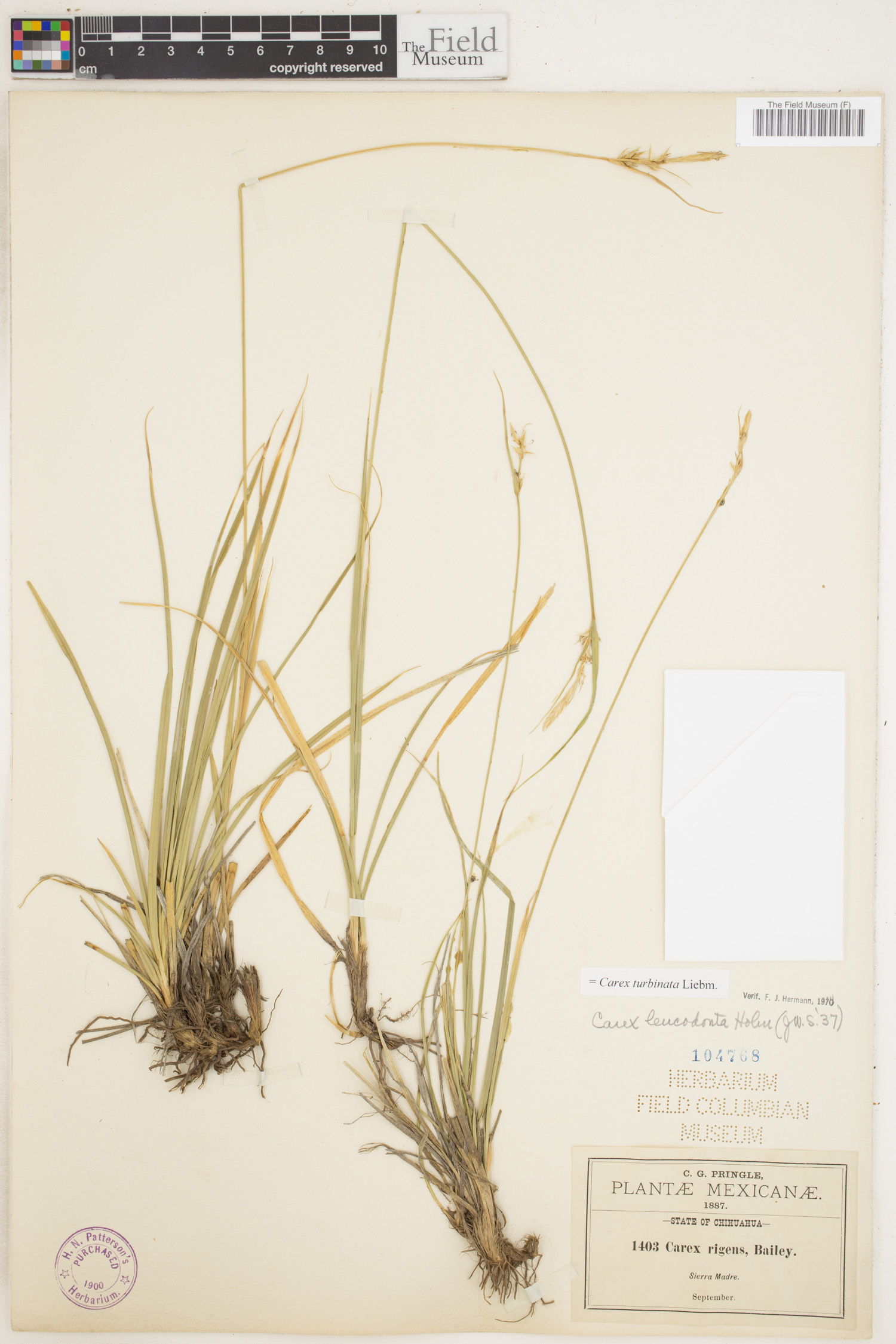 Carex turbinata image