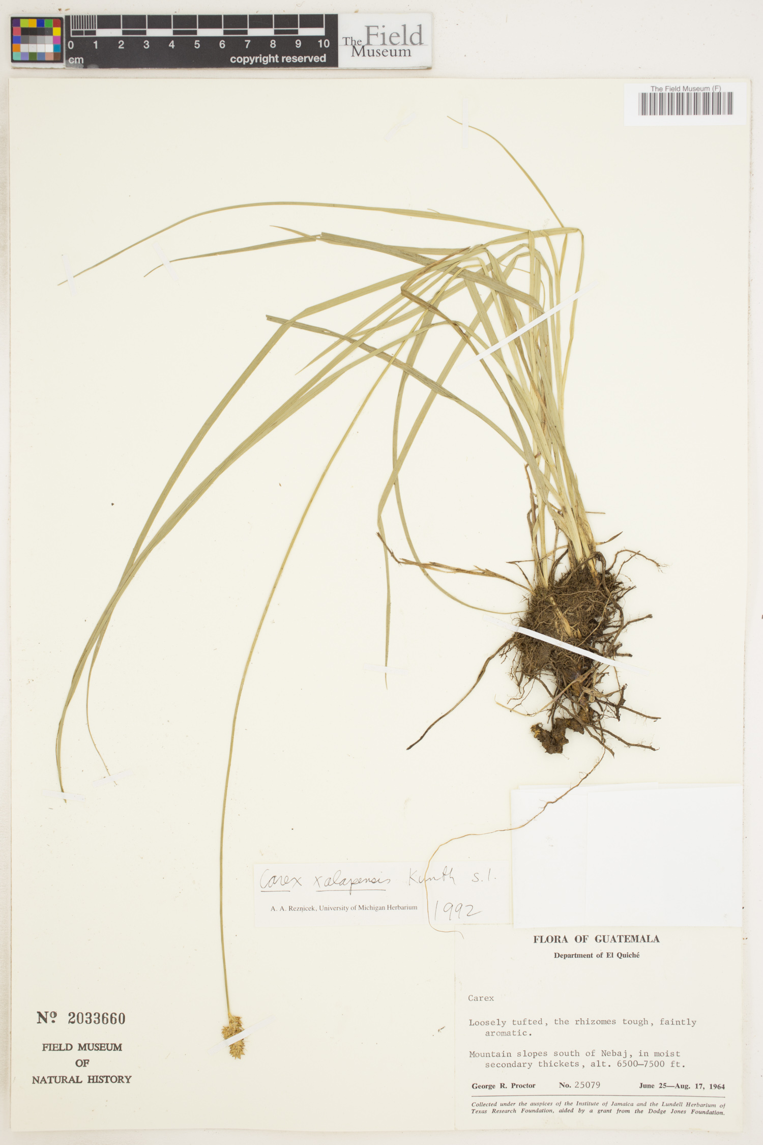 Carex muehlenbergii var. xalapensis image