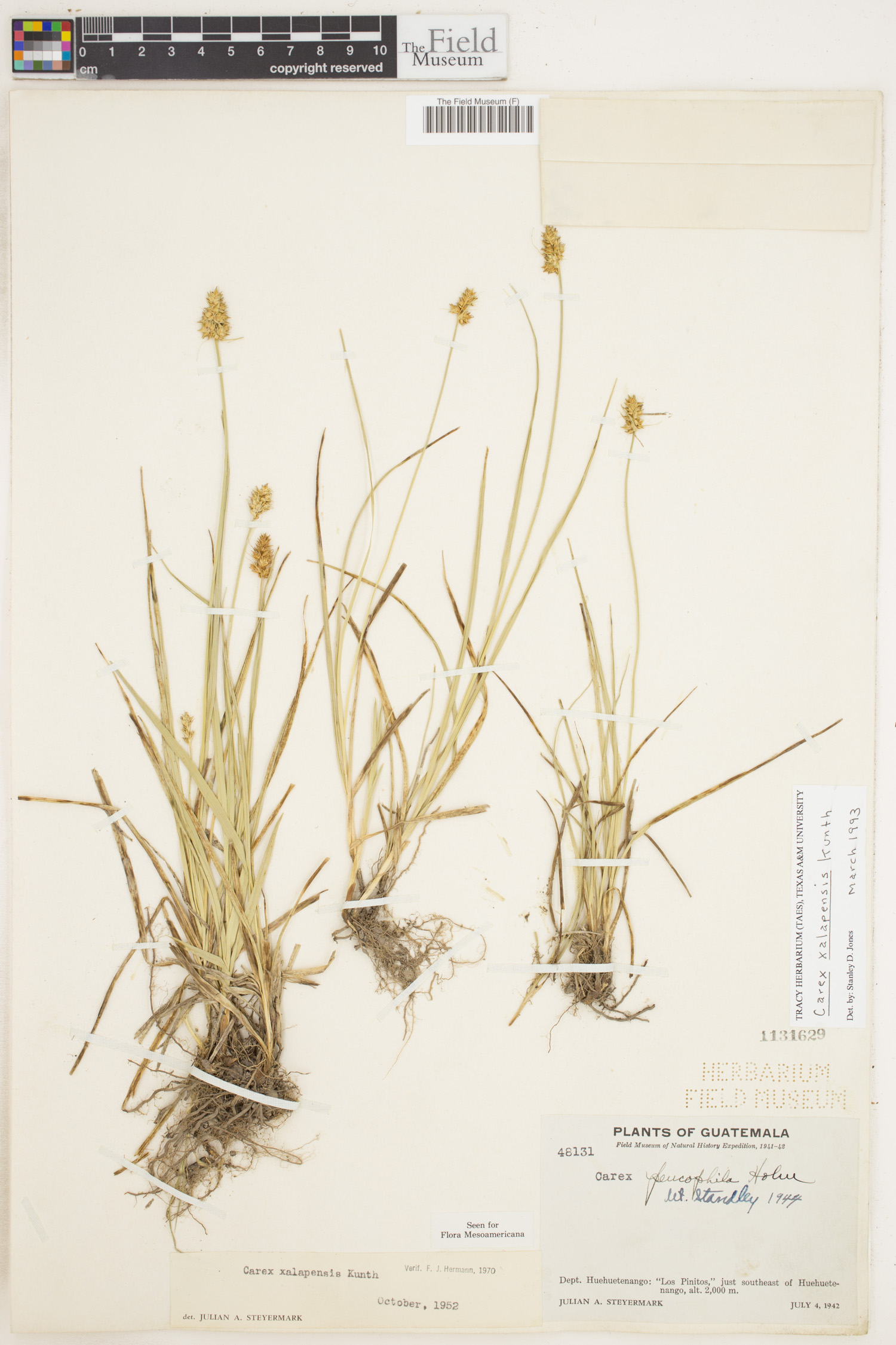 Carex muehlenbergii var. xalapensis image