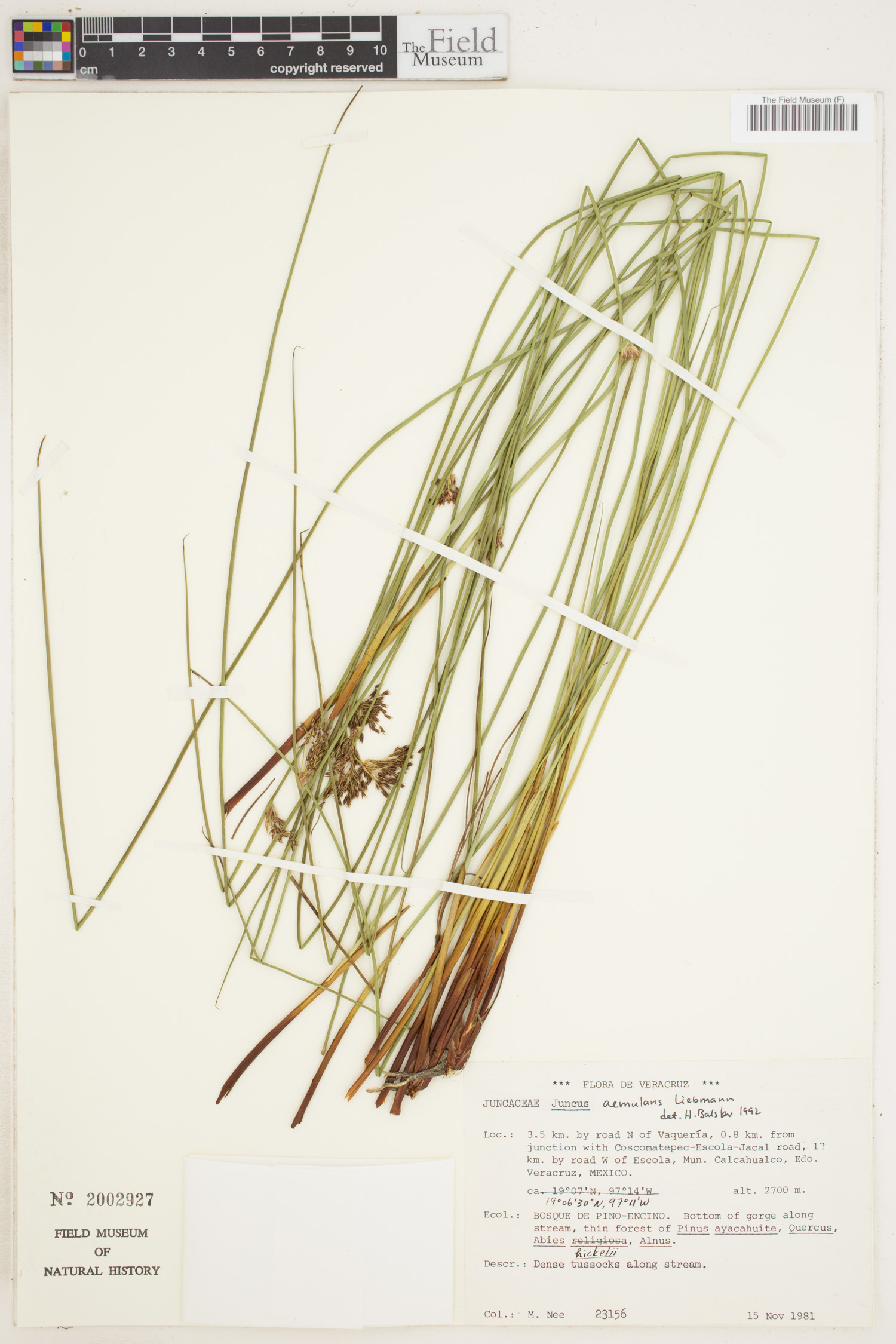 Juncus aemulans image