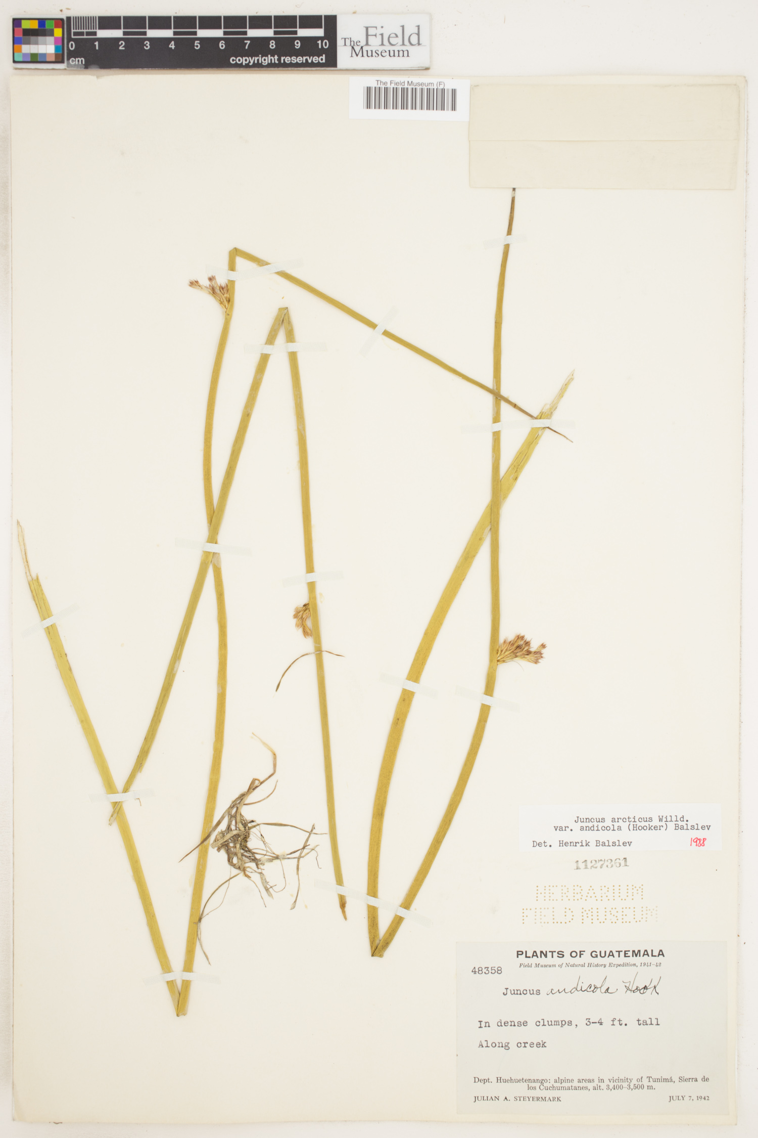 Juncus balticus subsp. andicola image