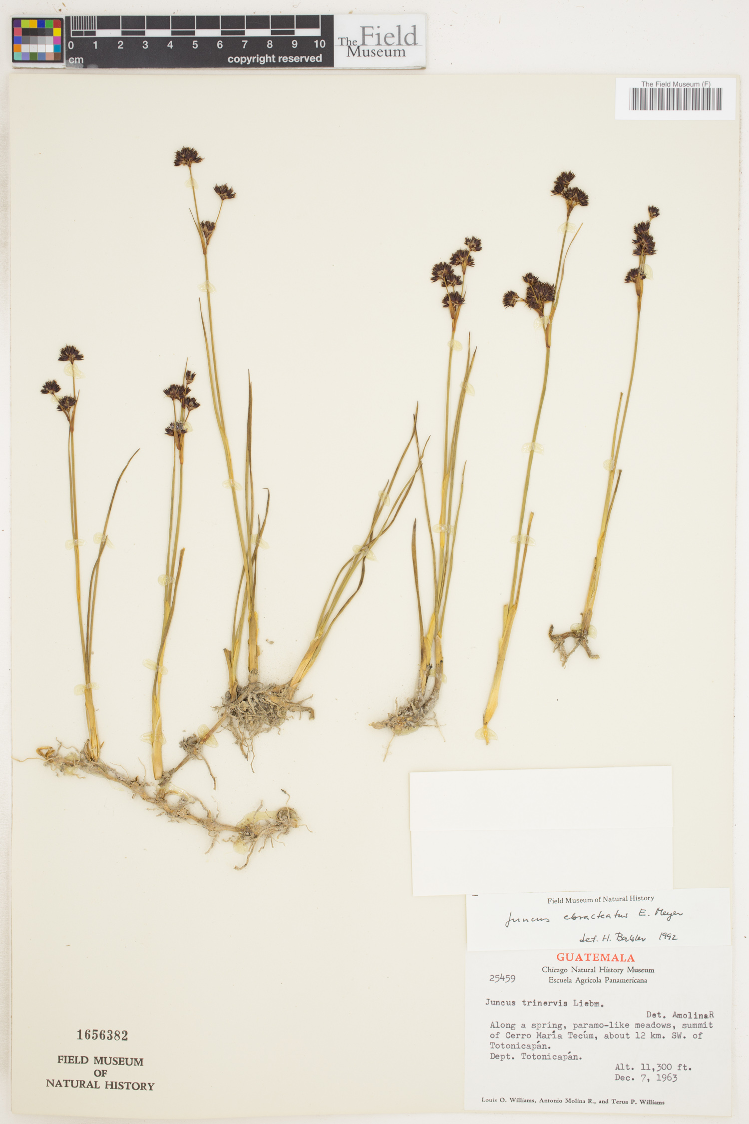 Juncus ebracteatus image