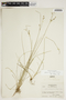 Juncus tenuis var. tenuis image