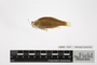 1237:Notropis lutrensis:1::::Cyprinidae:237:SEM-155A:North America:U.S.A.