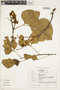 Platycyamus regnellii Benth., BRAZIL, P. M. Andrade 6307, F