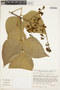 Platycyamus regnellii Benth., BRAZIL, R. de Mello-Silva 835, F
