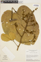 Platycyamus regnellii Benth., BRAZIL, H. S. Irwin 14021, F