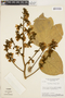 Platycyamus regnellii Benth., BRAZIL, H. S. Irwin 15699, F
