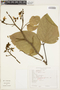 Platycyamus regnellii Benth., BRAZIL, da Costa 15177, F