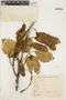 Platycyamus regnellii Benth., BRAZIL, M. Barreto 5803, F