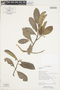 Moraceae, BOLIVIA, F