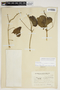 Amphilophium crucigerum (L.) L. G. Lohmann, ARGENTINA, Schreiter 10891, F