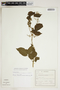 Amphilophium crucigerum (L.) L. G. Lohmann, BRAZIL, H. de Andrade 5781, F