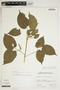 Amphilophium crucigerum (L.) L. G. Lohmann, VENEZUELA, L. Aristeguieta 6332, F
