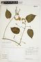 Amphilophium crucigerum (L.) L. G. Lohmann, BRAZIL, T. C. Plowman 12734, F