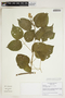 Amphilophium crucigerum (L.) L. G. Lohmann, BRAZIL, M. Groppo 445, F