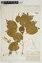 Amphilophium crucigerum (L.) L. G. Lohmann, COLOMBIA, A. Dugand G., Jr. 1134, F