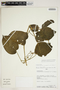 Amphilophium crucigerum (L.) L. G. Lohmann, PERU, A. H. Gentry 61111, F