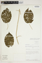 Amphilophium crucigerum (L.) L. G. Lohmann, PERU, A. H. Gentry 42788, F