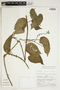 Amphilophium crucigerum (L.) L. G. Lohmann, PERU, A. H. Gentry 25581, F