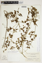 Amphilophium cynanchoides (DC.) L. G. Lohmann, ARGENTINA, A. E. Burkart 28881, F