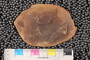 PE50752_n
