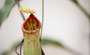 Nepenthes henryi, F
