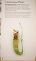 Nepenthes distillatoria L., F