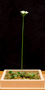 Dionaea muscipula J. Ellis, Venus Fly Trap, U.S.A., F