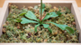 Dionaea muscipula J. Ellis, Venus Fly Trap, U.S.A., F