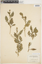 Rorippa palustris (L.) Besser, U.S.A., F. J. LeMoyne 115, F