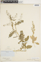 Rorippa palustris (L.) Besser, U.S.A., F