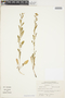 Rorippa palustris (L.) Besser, U.S.A., N. C. Henderson 65-198, F