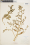Rorippa palustris (L.) Besser, U.S.A., H. J. Webber, F