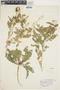 Rorippa palustris (L.) Besser, U.S.A., O. A. Stevens, F