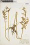 Rorippa palustris (L.) Besser, U.S.A., W. B. Bell 78, F