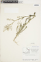 Rorippa palustris (L.) Besser, Canada, J. W. Thieret 7118, F