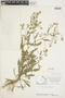 Rorippa palustris (L.) Besser, Canada, J. W. Thieret 7054, F