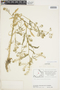 Rorippa palustris (L.) Besser, Canada, J. W. Thieret 7668, F