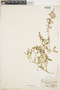 Rorippa palustris (L.) Besser, U.S.A., M. A. Carleton 215, F